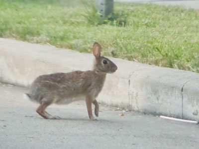 City bunny.