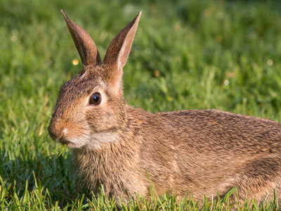 I recognize the white spot on its head (see July 12 above).