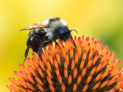 I think this bee was sleeping until I took this photo.