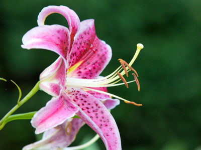 I waited for dragonflies to arrive, but due to a schedule conflict they did not appear.