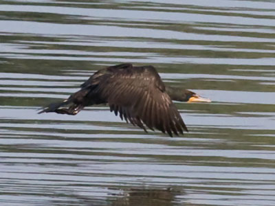 Cormorant left to right.