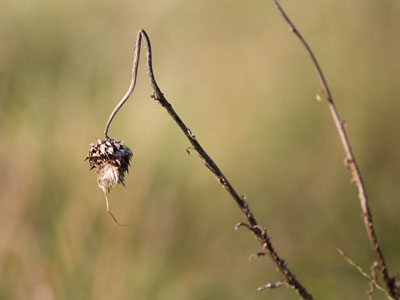 Hanging around the prairie.