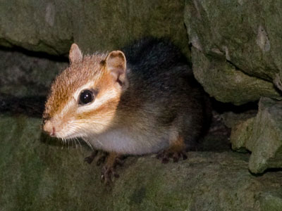 Chipmunks hang out in the same places (see July 24 above).