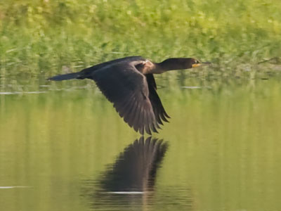 Your daily cormorant.