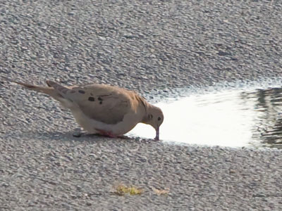 Mourning dove at morning.