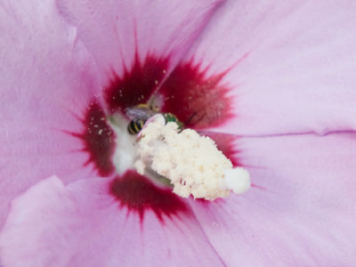 Two days later, I noticed there was a bee in the flower.