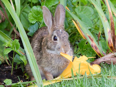 This is what happened to your flowers.