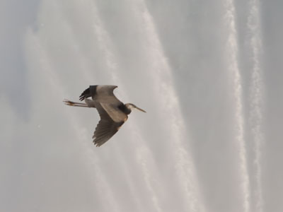 Then the fountains started spraying, disturbing a heron, a flock of ducks, a bald eagle, and a couple of joggers.