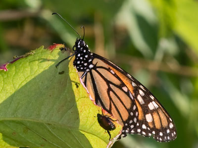 I was driving to one park, but made a right turn since I thought there would be monarchs at a different park.