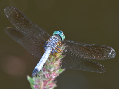 There was just one dragonfly, and it was far away.