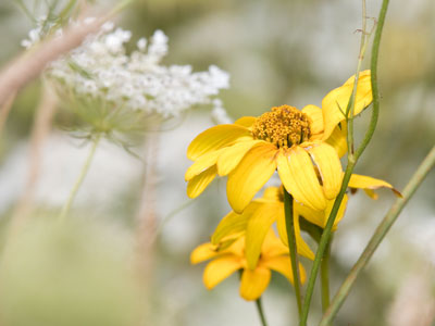 The prairie was full of flowers on a sunny summer day, but there were no butterflies.  Earth is dying around us.