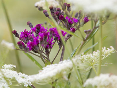 Stick your nose (or your lens) into nature and breathe.