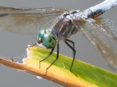 Every dragonfly photo is an opportunity to fall in a pond.