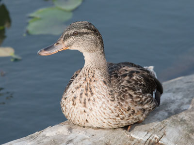 Don`t just sit there like a duck on a log.