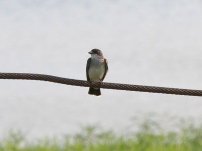 Waiting patiently for me to arrive at the pond.