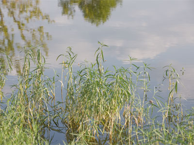 The reeds shake when fish swim through them.