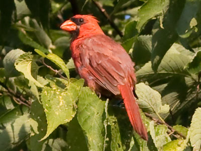 Cardinals are easy to hear, but hard to spot.