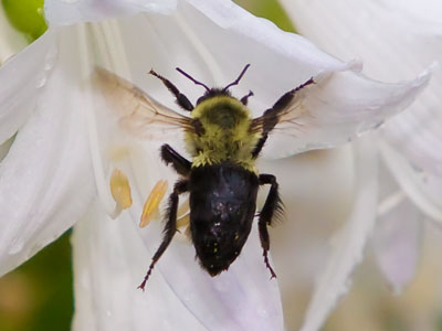 For better or worse, I have absolutely no fear of bees.