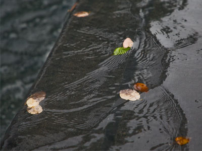 Leaves fall, water flows, and the morning is peaceful.