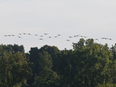 I got this photo (and the hawk on August 12 above) because I LISTEN.