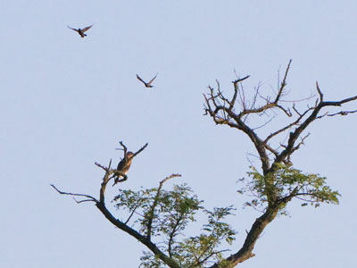 Small birds harass a hawk in the tree.  The hawk had something in its talons that was still quivering