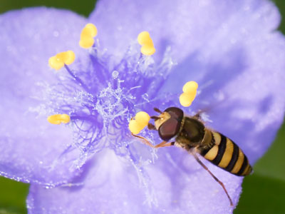 A bumblebee was trying to pollinate my left ear as I took this.