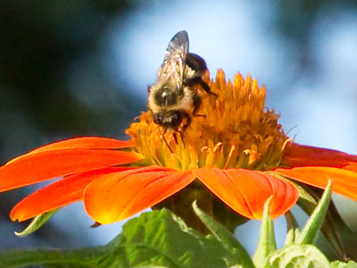 I went looking for monarchs and found a bumblebee.