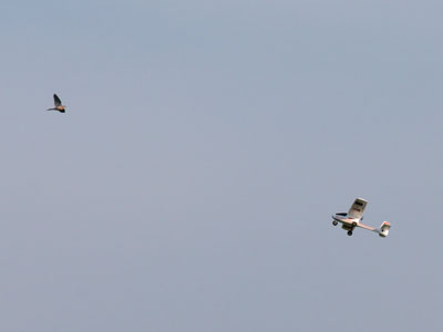 Mourning dove versus radio controlled aircraft.