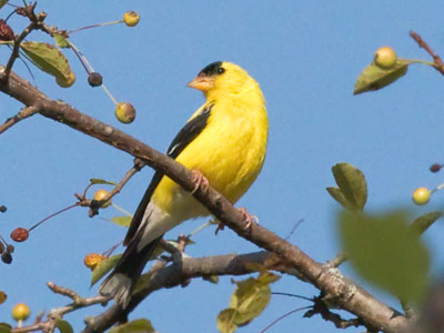 I yielded my body to mosquitoes to chase goldfinches.