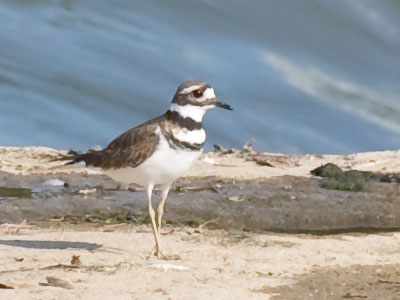 A killdeer always looks worried about something.