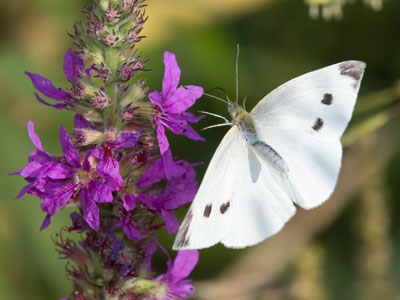 Love hath the wings of the butterfly, Oh, clasp him but gently.  PAUL LAURENCE DUNBAR