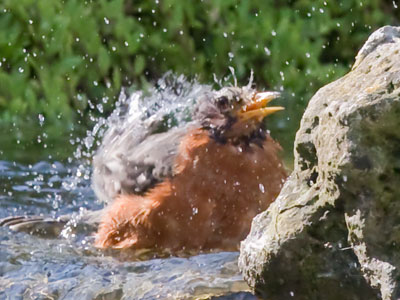 A clean robin is a happy robin.