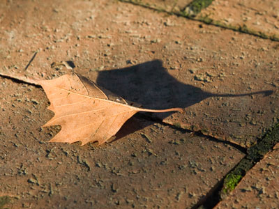 It`s September and fall is in the air and on the ground.