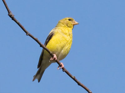 I heard goldfinches squeaking when I got near the park.