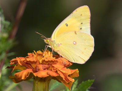 I was looking for monarchs, but will take a cloudless sulphur.