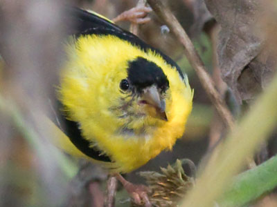 As this bird ate seeds, I was being eaten by mosquitoes.