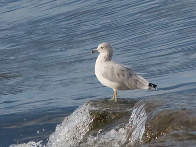 Contemplating the significance of its feathered existence.