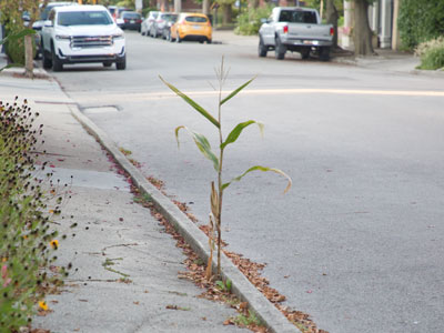 City corn.