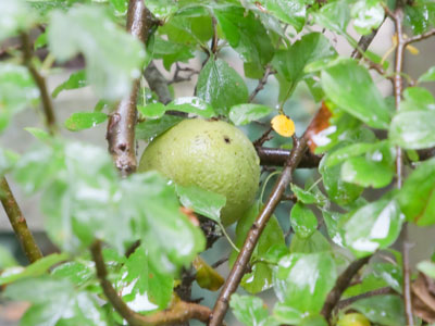 A walnut stashed by a squirrel for future use.