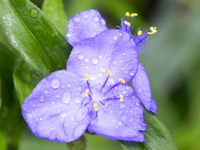 Another day of rain, but at least I got outside.