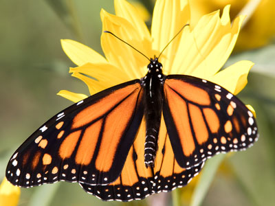 I`ve never seen so many monarchs in one place before.