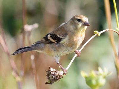 Besides monarchs, the prairie was full of cheepers.