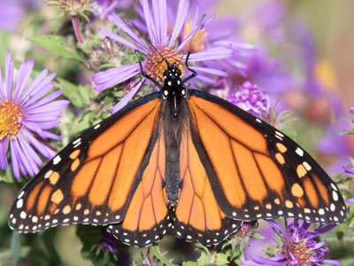 I had lots of pictures of monarchs on yellow flowers, so I started telling them `Land on purple!`  It must`ve worked.