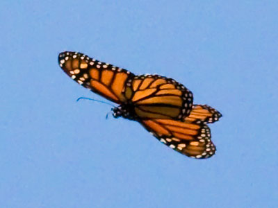 Every few minutes, a monarch butterfly went fluttering by.