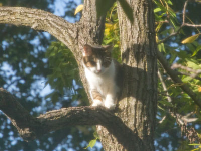 A cat way up in a tree, looking for squirrels.