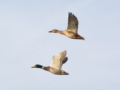 A moronic human being was using a little remote-controlled boat to chase ducks away from the river.