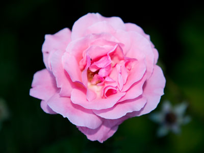 Dusk in the garden.