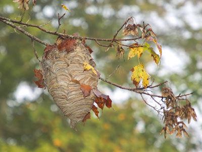 They aren`t murder hornets, but maybe aggravated assault hornets.