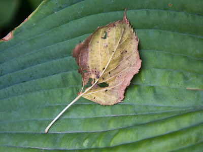 Leaf on leaf.