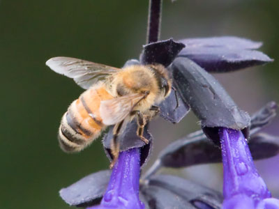 I expected the honeybees to fly around the purple flower petals, but they were obsessed with the stem.